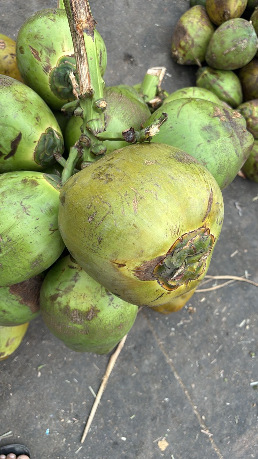 Coconut-Premium Green